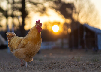 Yellow and orange free ranging chicken rooster on an organic farm near Raeford, North Carolina, at dawn with the sun rising behind.