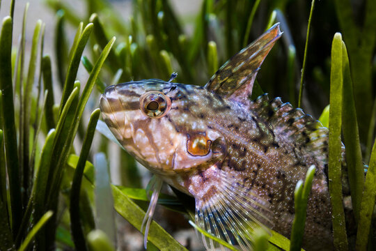 Close up of a Super klipfish (Clinus superciliosus) in the sea grass
