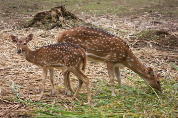 Close up of Formosan sika deer is eating the grass