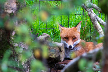 Fox through trees