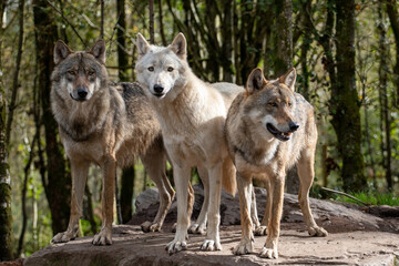 Fototapeta premium Wolf Pack