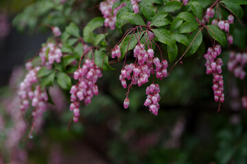 東京港区南青山2丁目で雨に濡れるアセビ