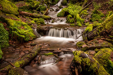 Wunderschöner Bachlauf in einem Wald umgeben von Moos