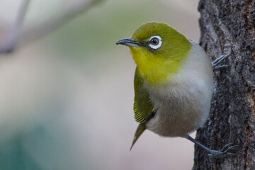 東京港区赤坂4丁目のメジロ