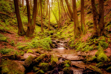 Wunderschöner Bachlauf in einem Wald umgeben von Moos