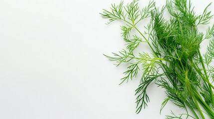 Fototapeta premium Dill herb presentation on white clean background