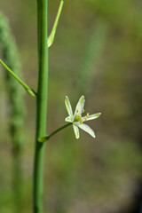 Pyrenees star of Bethlehem flower