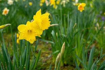 Yellow Daffodil in Spring in a garden