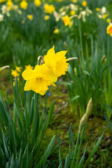 Fototapeta premium Yellow Daffodil in Spring in a garden
