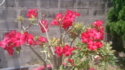 pink flowers