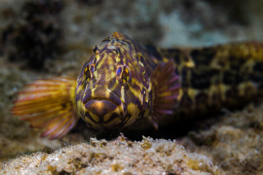 Super klipfish (Clinus superciliosus) with beautiful coloration and pattern on the sea floor facing the camera