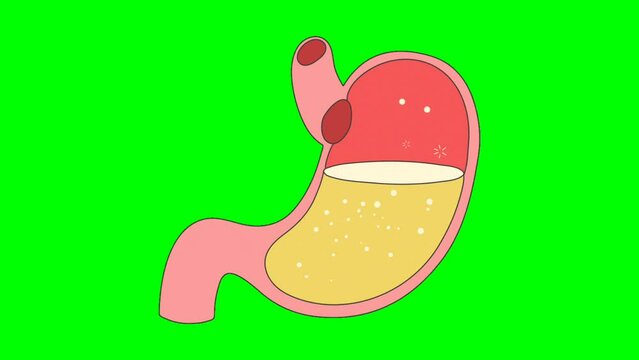 Video animation with the theme of stomach health for humans