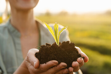 Young green plant in hands in background of agricultural field. Concept of Sustainability