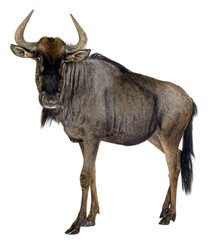 Blue Wildebeest - Connochaetes taurinus