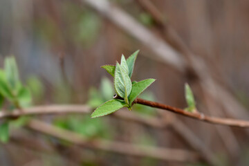 Fuzzy deutzia Flore Pleno branch with new leaves