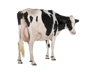 Holstein cow, 5 years old, standing against white background