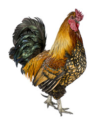 Gallic rooster, 5 years old, standing against white background