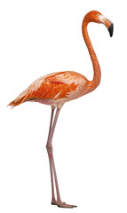 American Flamingo, Phoenicopterus ruber, 10 years old, standing