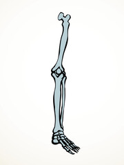 Vector drawing. Bones of the leg