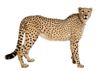 Cheetah, Acinonyx jubatus, 18 months old, standing in front of w - 753666978