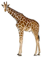 Somali Giraffe, commonly known as Reticulated Giraffe, Giraffa c - 753667127