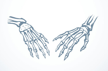 Vector drawing. Bones of the hand