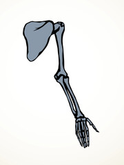 Vector drawing. Bones of the arm and shoulder