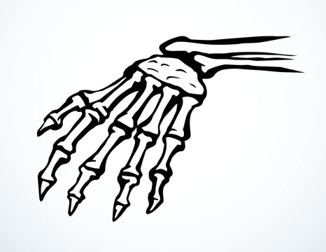 Vector drawing. Bones of the hand