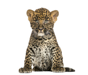 Spotted Leopard cub sitting - Panthera pardus, 7 weeks old, isol