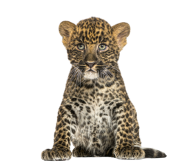 Spotted Leopard cub sitting - Panthera pardus, 7 weeks old, isol