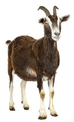 Toggenburg goat looking away against white background