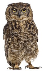 Spotted eagle-owl - Bubo africanus (4 years old) in front of a w