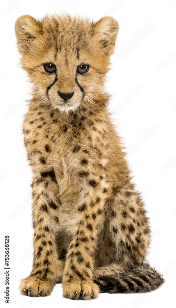 Poster three months old cheetah cub sitting, isolated on white