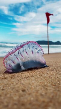 Dangerous jellyfish on the beach. The Portuguese man of war, Physalia physalis or bluebottle located on the sandy beach in Brazil