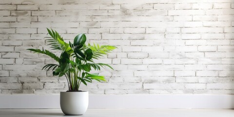 Large potted green plant on concrete floor, near old white brick wall with windows.