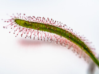 Nahaufnahme des Sonnentau