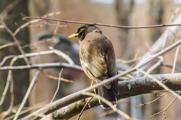 Locust Starlings life in the city