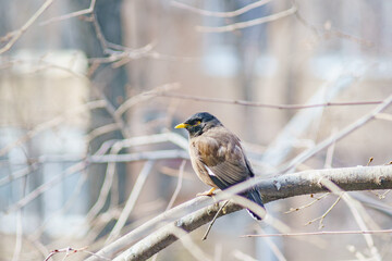 Locust Starlings life in the city