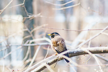 Locust Starlings life in the city