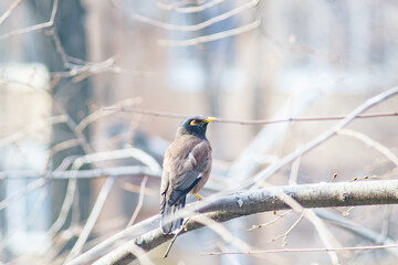 Locust Starlings life in the city