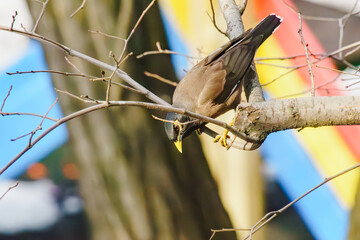 Locust Starlings life in the city