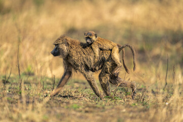 Olive baboon walks carrying baby on back