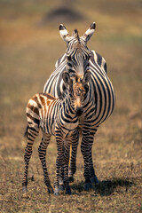 Plains zebra and foal stand watching camera
