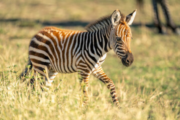 Fototapeta na wymiar Plains zebra foal walks through long grass
