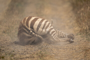 Fototapeta na wymiar Plains zebra lies with head on ground
