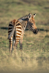 Plains zebra foal stands looking over shoulder