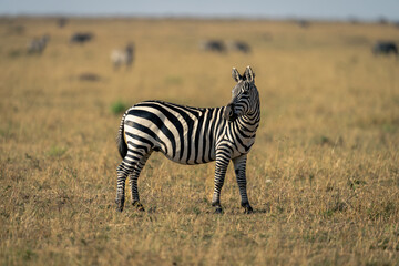 Plains zebra stands turning head in savannah
