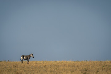 Naklejka premium Plains zebra stands on horizon in savannah