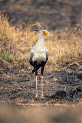 Secretary bird stands in mud on savannah
