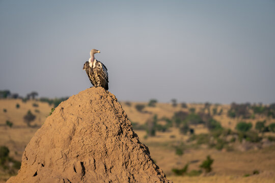 Ruppell vulture perches on giant termite mound
